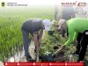 Aksi Nyata Peduli Lingkungan: Pemerintah Kecamatan Kebonarum, Pemdes Karangduren, dan KMK Undip Tanam Pohon Bersama