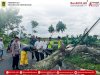 Pohon Tumbang Akibat Angin Kencang di Wilayah Kecamatan Kebonarum, Petugas Berjibaku Lakukan Pembersihan