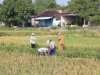 UPAYA MENJAGA KETAHANAN PANGAN, PEMERINTAH KECAMATAN KEBONARUM BERSAMA WARGA KEBONARUM GELAR AKSI GEBYOK TIKUS