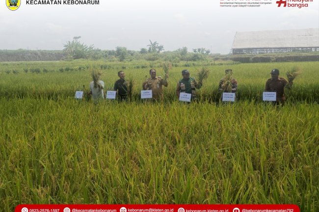 Panen Raya Desa Ngrundul: Sinergi Forkopimcam Perkuat Ketahanan Pangan Kebonarum