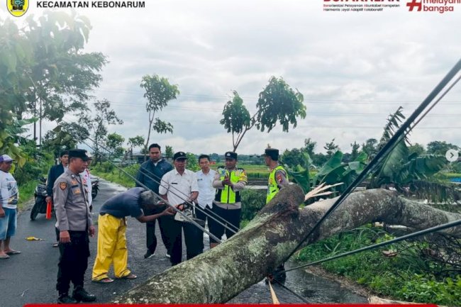 Pohon Tumbang Akibat Angin Kencang di Wilayah Kecamatan Kebonarum, Petugas Berjibaku Lakukan Pembersihan