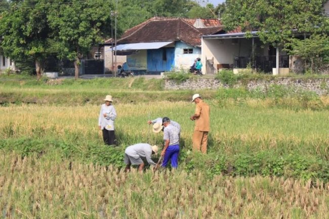 UPAYA MENJAGA KETAHANAN PANGAN, PEMERINTAH KECAMATAN KEBONARUM BERSAMA WARGA KEBONARUM GELAR AKSI GEBYOK TIKUS