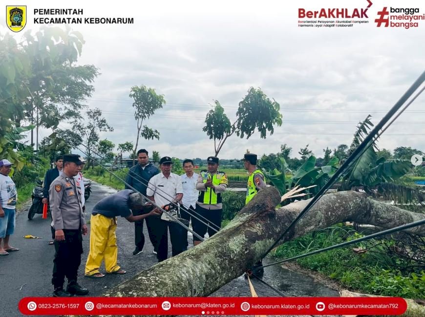 Pohon Tumbang Akibat Angin Kencang di Wilayah Kecamatan Kebonarum, Petugas Berjibaku Lakukan Pembersihan