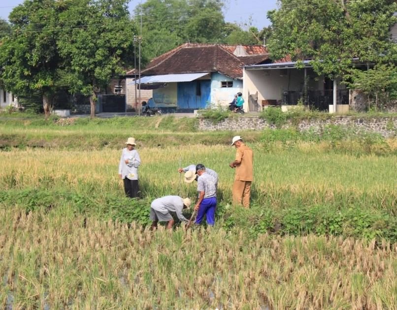 UPAYA MENJAGA KETAHANAN PANGAN, PEMERINTAH KECAMATAN KEBONARUM BERSAMA WARGA KEBONARUM GELAR AKSI GEBYOK TIKUS